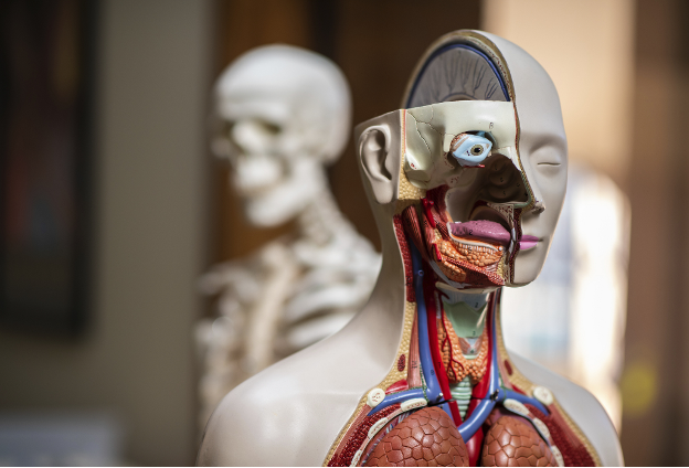 Do you still have visions of studying Anatomy during the Summer semester? 